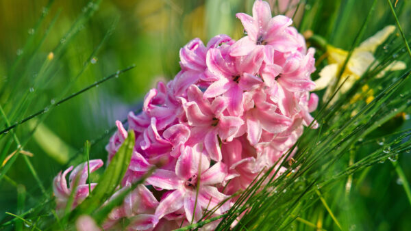 Wallpaper Water, Flowers, With, Green, Hyacinth, Background, Pink, Grass, Drops