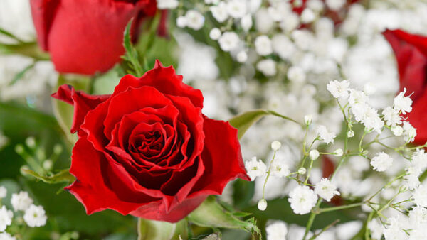 Wallpaper Blur, Green, Flowers, Leaves, Background, White, Rose, With, Red