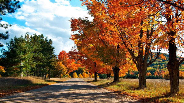 Wallpaper Autumn, Red, Yellow, Fall, Road, Sand, Trees, Orange, Green, Between