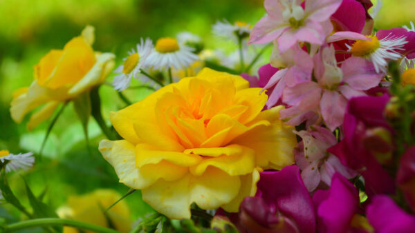 Wallpaper Rose, Pink, Flowers, Chrysanthemum, Bunch, Yellow