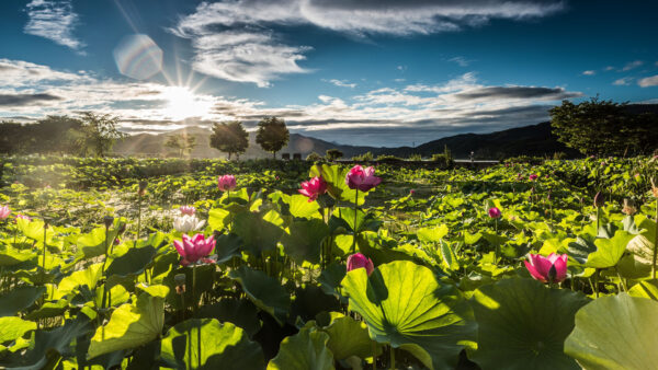 Wallpaper Mountain, Sky, Under, Lotus, Landscape, Nature, Leaves, Blue, View, White, Green, Sunrays, Pink, Clouds