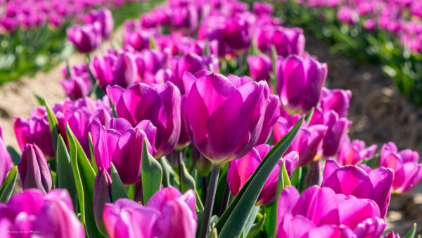 Wallpaper Dark, Tulip, Blur, Purple, Field, Flowers, Background