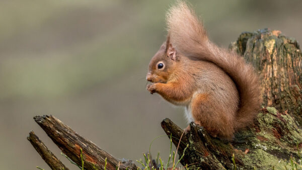 Wallpaper Standing, Squirrel, Brown, Blur, Trunk, Tree, Background, Fur