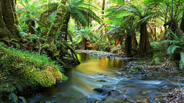 Wallpaper Background, Tree, Trunk, Grass, Green, Algae, Covered, Forest, Lake