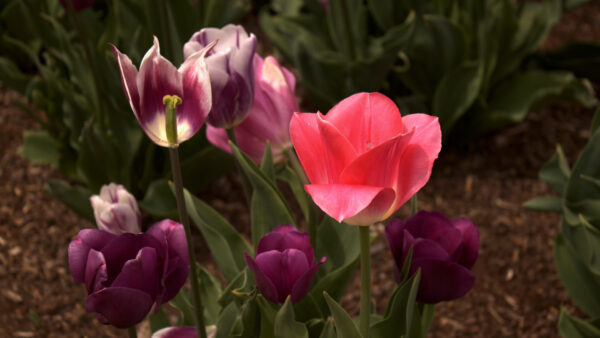 Wallpaper Flowers, Tulips, Bloom, During, Daytime, Pink