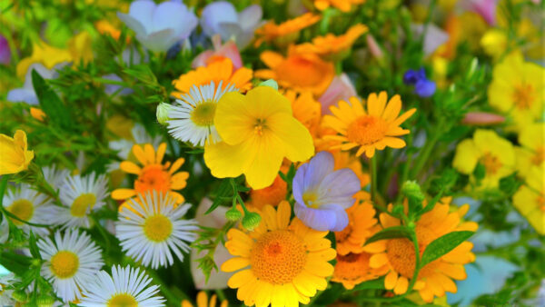 Wallpaper Yellow, Daisy, Spring, Field, Flowers