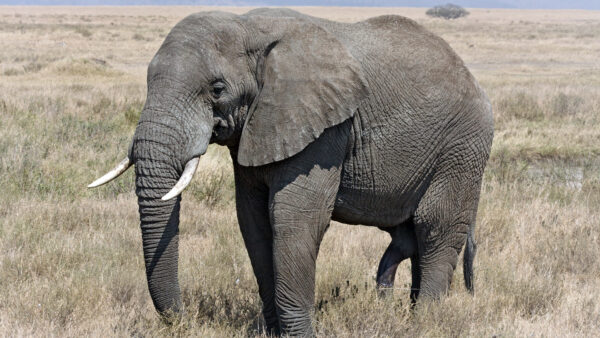 Wallpaper Green, Standing, African, Grass, Elephant, Dry