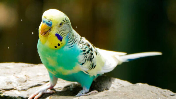 Wallpaper Budgerigar, Rock, Birds, Standing, View, Blue, Yellow, Bird, Closeup