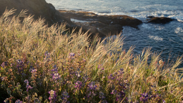 Wallpaper Flowers, Desktop, Plant, Mountain, Bushes, Light, Mobile, Waves, Ocean, Grass, Photography, Purple