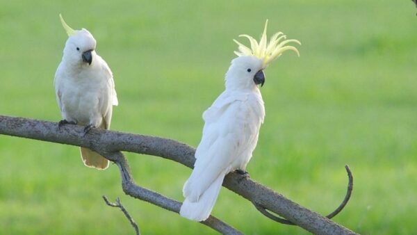 Wallpaper White, Birds, Light, Background, Green, Cocktaoo