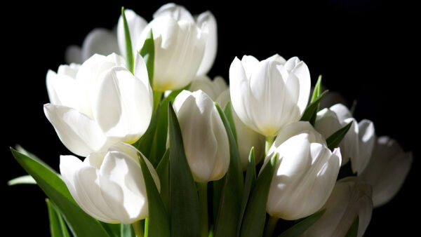 Wallpaper Tulip, White, Flowers, Background, Black, Green, Buds, Leaves, Petals