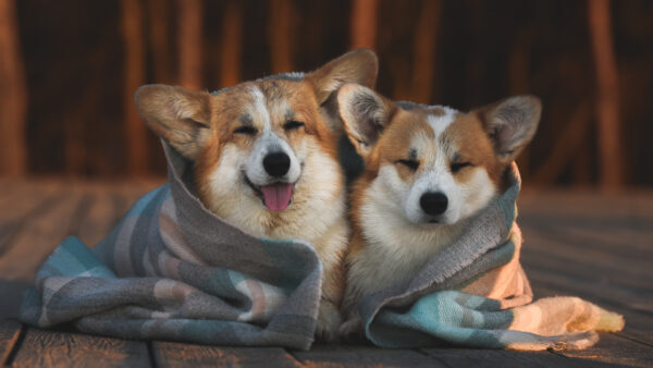 Wallpaper Blur, Background, Dog, Wood, Cloth, Covering, Sitting, Two, Dogs, Floor, With, Are, Board, Corgi