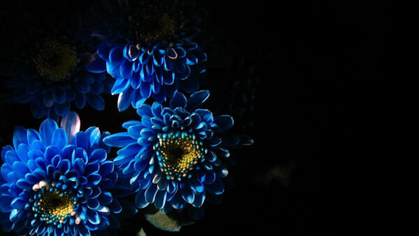 Wallpaper Background, Black, Blue, Chrysanthemum, Flowers