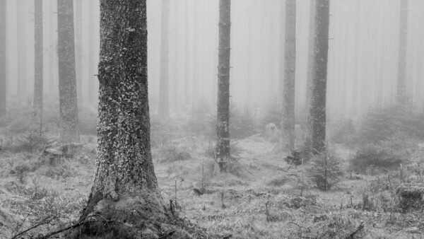 Wallpaper Trees, Background, Grass, Nature, Forst, With, Snow, Trunk