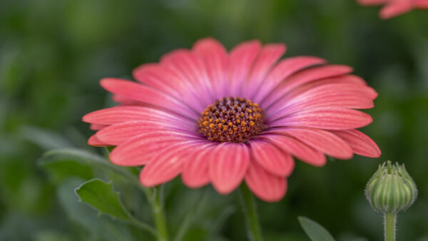 Wallpaper Blur, Petals, Flowers, Background, Flower, Daisy, Leaves, Green, African