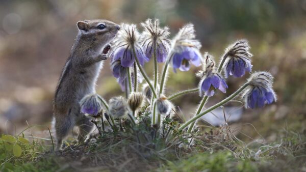 Wallpaper Flowers, Background, Near, Plants, Standing, Purple, Blur, Chipmunk, Bokeh