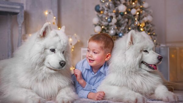 Wallpaper Wearing, Background, Samoyed, Shirt, Dogs, Lying, Tree, Between, Boy, Two, Decorated, Cute, Little, Christmas, Blue, White, Down