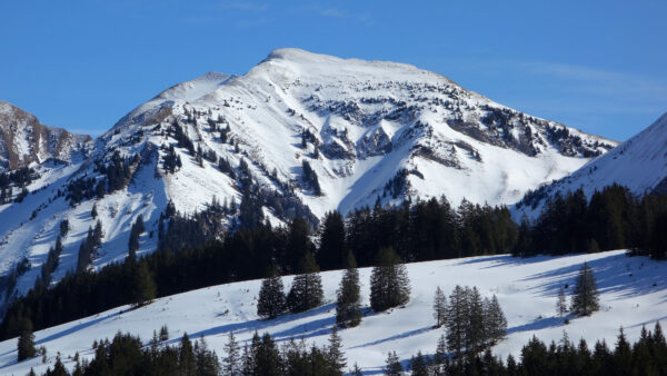 Wallpaper Spruce, Snow, Capped, Blue, Trees, Winter, Sky, Mountains, Field, Slope, Background