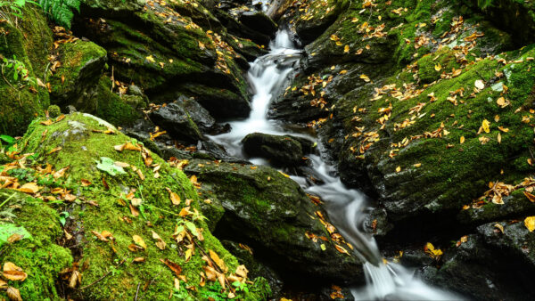 Wallpaper Rocks, Algae, Covered, Leaves, Stones, Stream, Nature, Dry, Waterfall