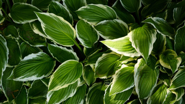Wallpaper Hosta, Leaves, Plant, Photography, Macro, Closeup, Green, View