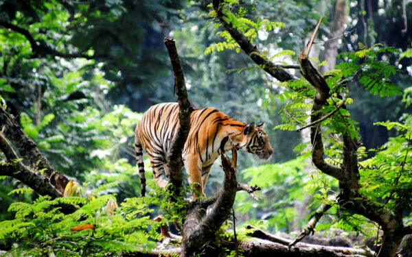 Wallpaper Tiger, Bengal, Jungle