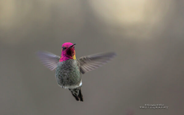 Wallpaper Hummingbird, Flying
