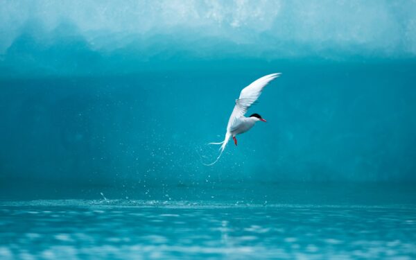 Wallpaper Tern, Arctic