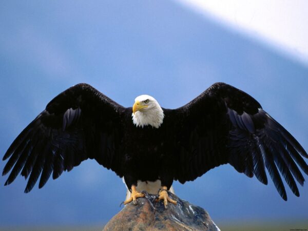 Wallpaper Wingspan, Bald, Eagle