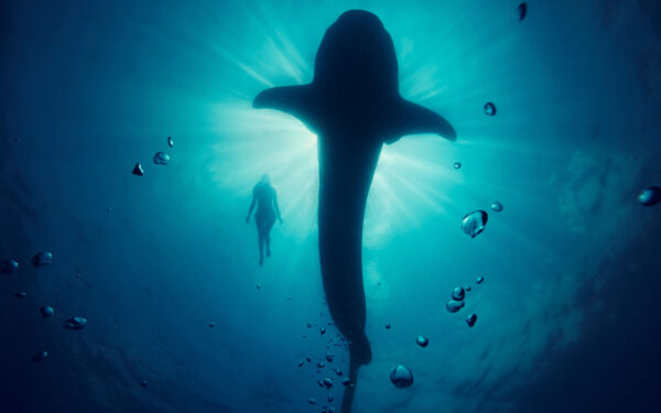 Wallpaper Model, Underwater, Whale