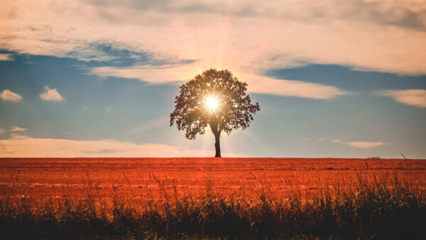 Wallpaper Landscape, Tree, Summer