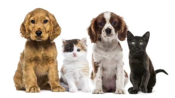 Wallpaper Dog, Cat, Cute, Together, Animals, Animal, 4k