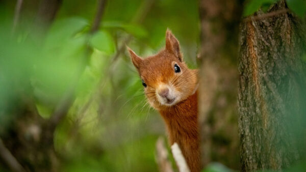 Wallpaper Eurasian, Desktop, Squirrel, Red