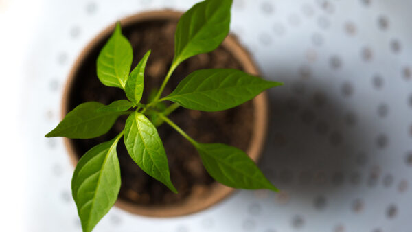 Wallpaper Green, Desktop, Brown, Plant, Leaf, Pot