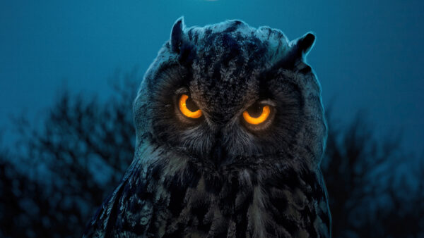 Wallpaper Eyes, With, Owl, Black, And, Desktop, Yellow, Birds