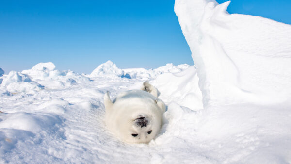 Wallpaper Seal, Animal