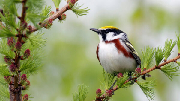 Wallpaper White, Background, Blur, Branch, Bird, Red, Yellow, Green, Black, Birds, Tree