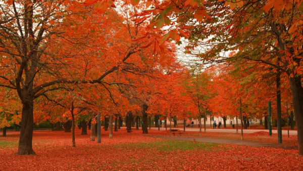 Wallpaper Trees, Red, Wood, Park, Mobile, Benches, Nature, Leafed, Desktop, Autumn, With