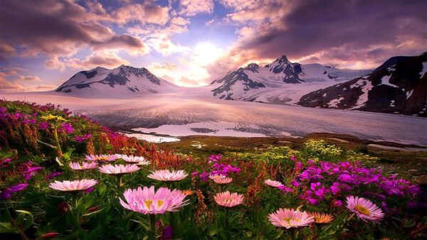 Wallpaper White, Flowers, Spring, Colorful, Covered, Mountains, Background