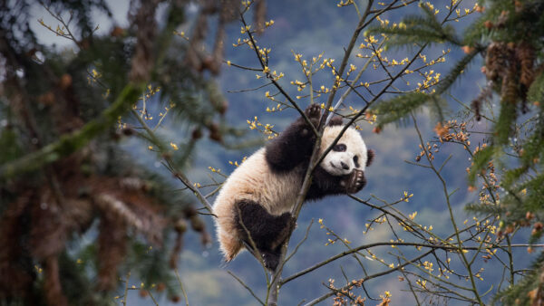 Wallpaper Desktop, Black, Tree, Panda, White, Standing, Branch, Mobile