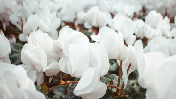 Wallpaper Wallpaper, White, Desktop