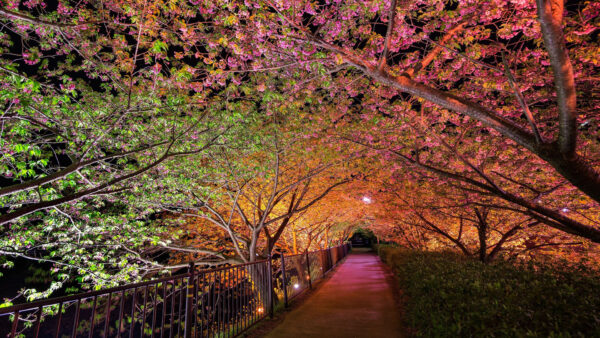 Wallpaper Night, Spring, Alley, Park, Lights, Nature, Beautiful