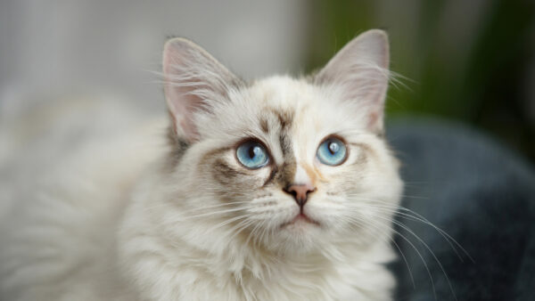 Wallpaper Blue, Desktop, Background, Cat, Eyes, Blur, With, White