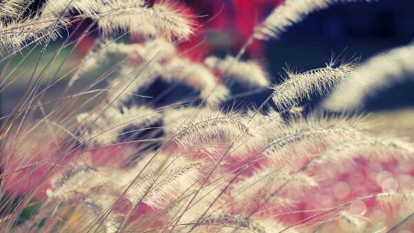 Wallpaper Desktop, Ornamental, Beautiful, White, Grass