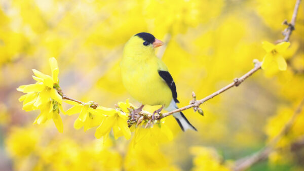 Wallpaper Black, Blur, Flowers, Background, Branch, Bird, Yellow, Standing, Tree, Birds