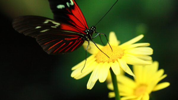 Wallpaper Background, Green, Flower, Butterfly, Red, Yellow, Black, Filament