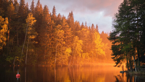 Wallpaper River, Mobile, Forest, Reflection, Desktop, Trees, Nature