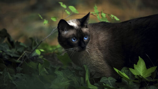 Wallpaper Desktop, Near, Blue, Cat, Eyes, Plant, Green, Leaves