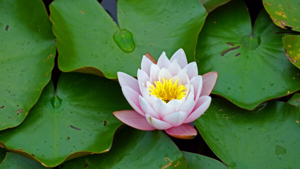 Wallpaper Water, Green, Pink, Flowers, Lily, Flower, Leaves