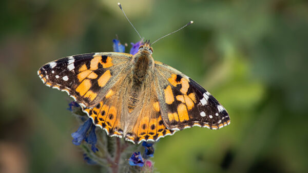 Wallpaper Green, Butterfly, Yellow, Blur, Black, Blue, Background, Flowers, Desktop