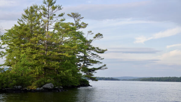 Wallpaper Green, Nature, Leaves, The, Desktop, Tree, Branches, Lake, Middle, Mobile